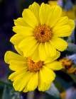 Desert gold wildflowers blooming in Death Valley National Park, California, USA. Art Print